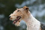 FOX TERRIER 658